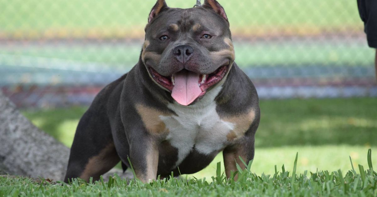 The Blue American Bully