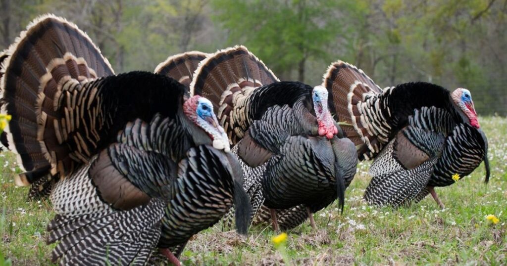 The Turkey's Role in Ecosystems and Culture