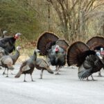 What is a Group of Turkeys Called?