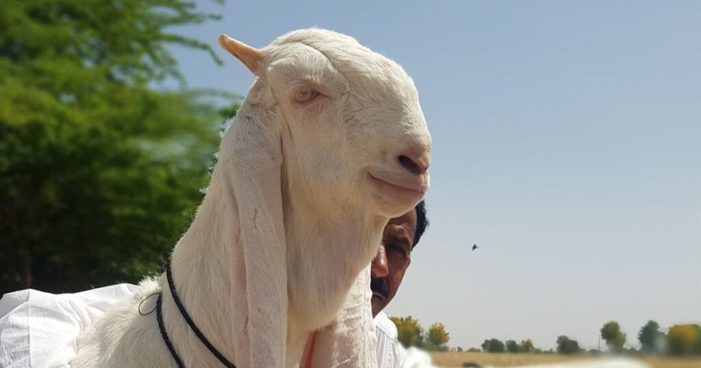 Why are Gulabi goat ears so long?