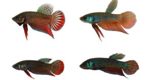 Wild Betta Fish Types