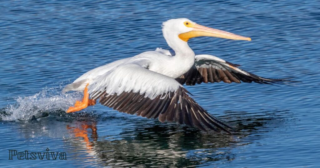 American White Pelican