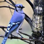 Blue Jay Symbolism And Its Connection To Death
