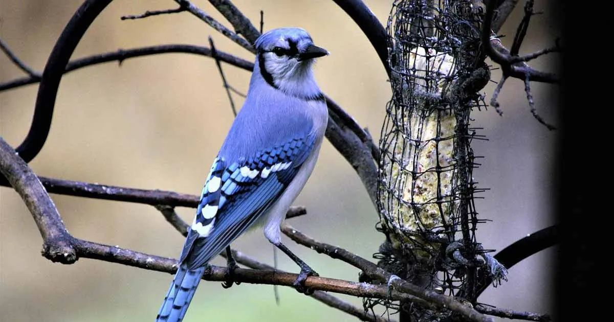 Blue Jay Symbolism And Its Connection To Death