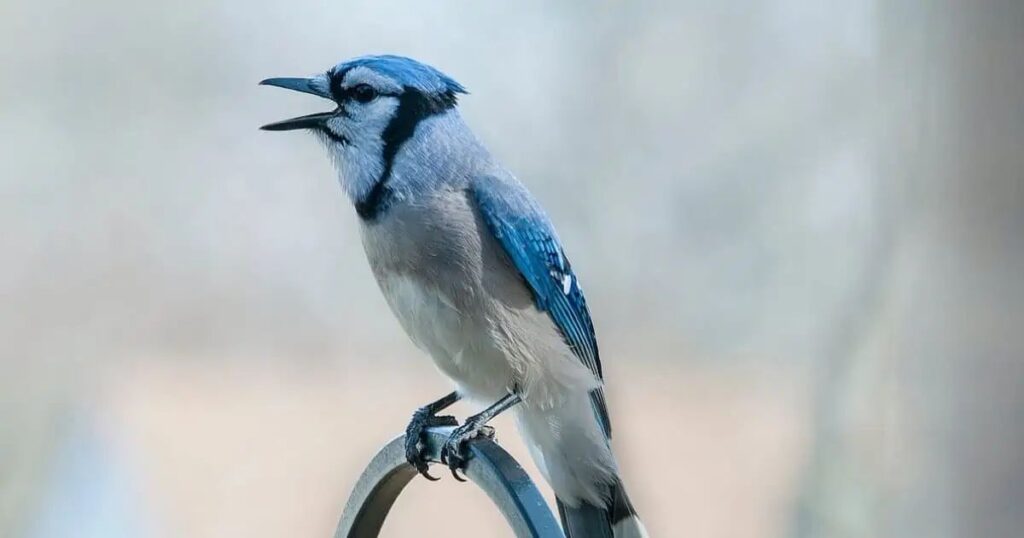 Blue Jays and Death: A Surprising Connection