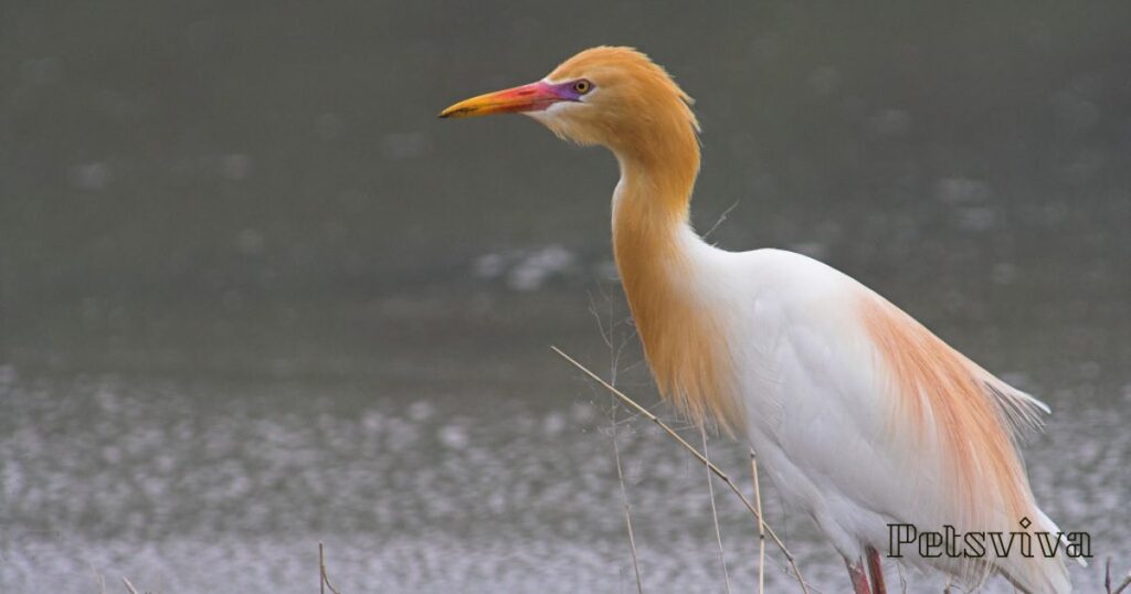 Cattle Egret