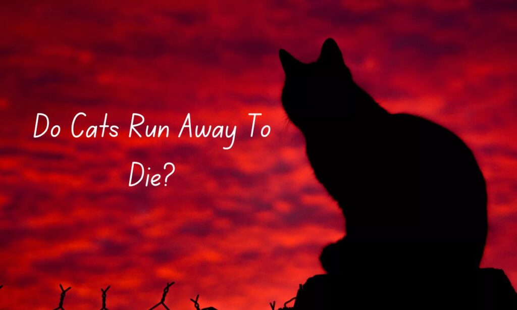 Do Cats Run Away To Die The Surprising Truth