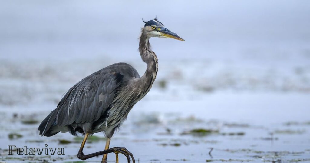 Great Blue Heron