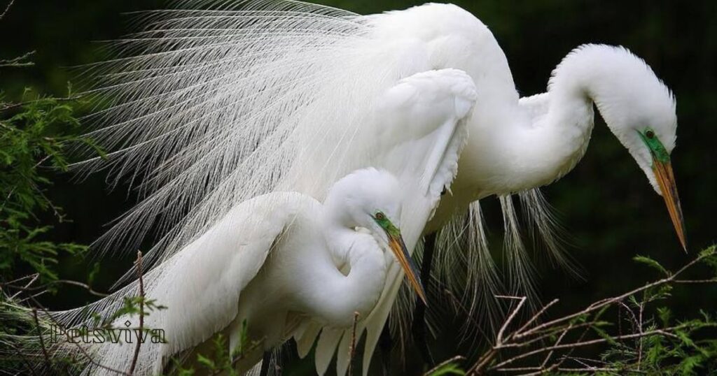 Great Egret