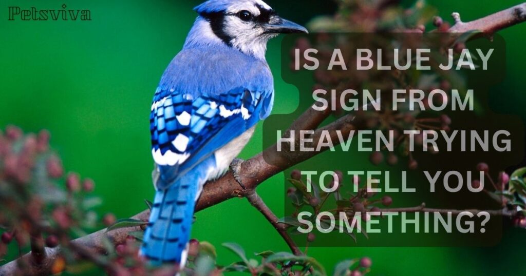 IS A BLUE JAY SIGN FROM HEAVEN TRYING TO TELL YOU SOMETHING