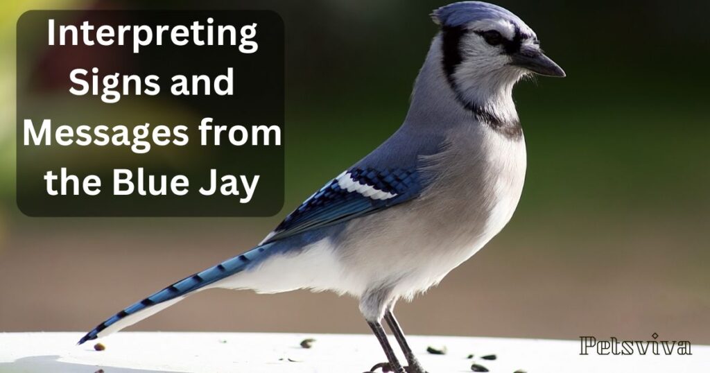 Interpreting Signs and Messages from the Blue Jay