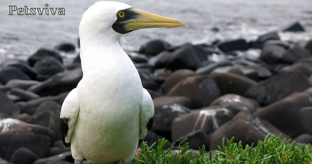 Masked Booby