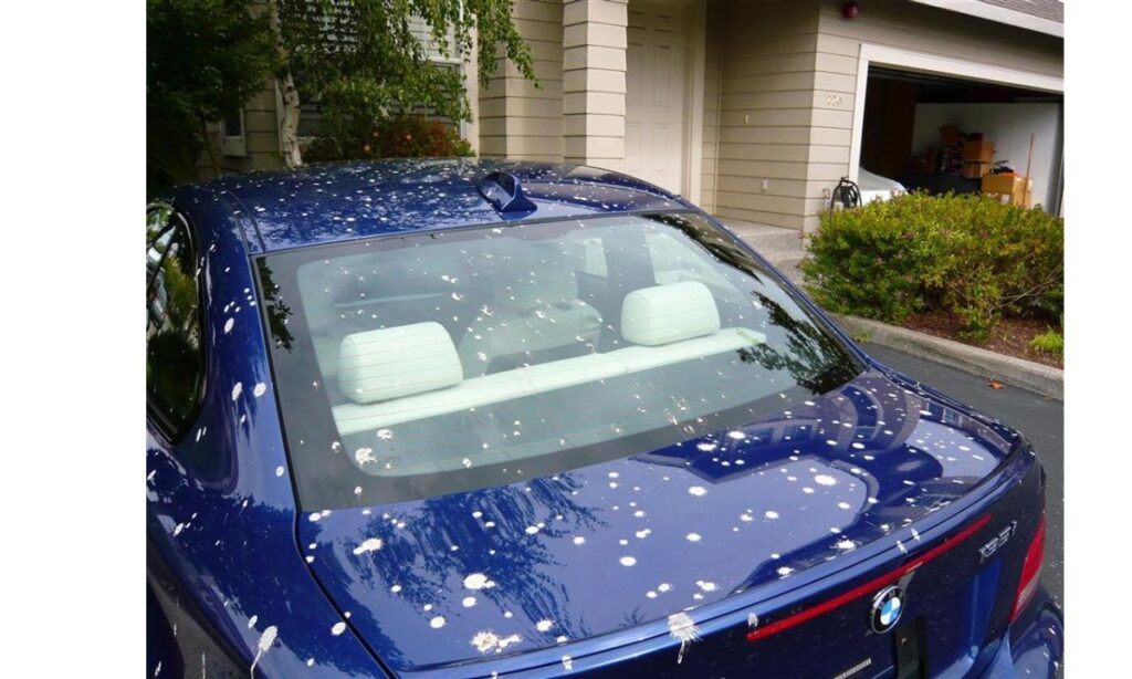 Mystical Messages Behind Bird Poop on Your Car