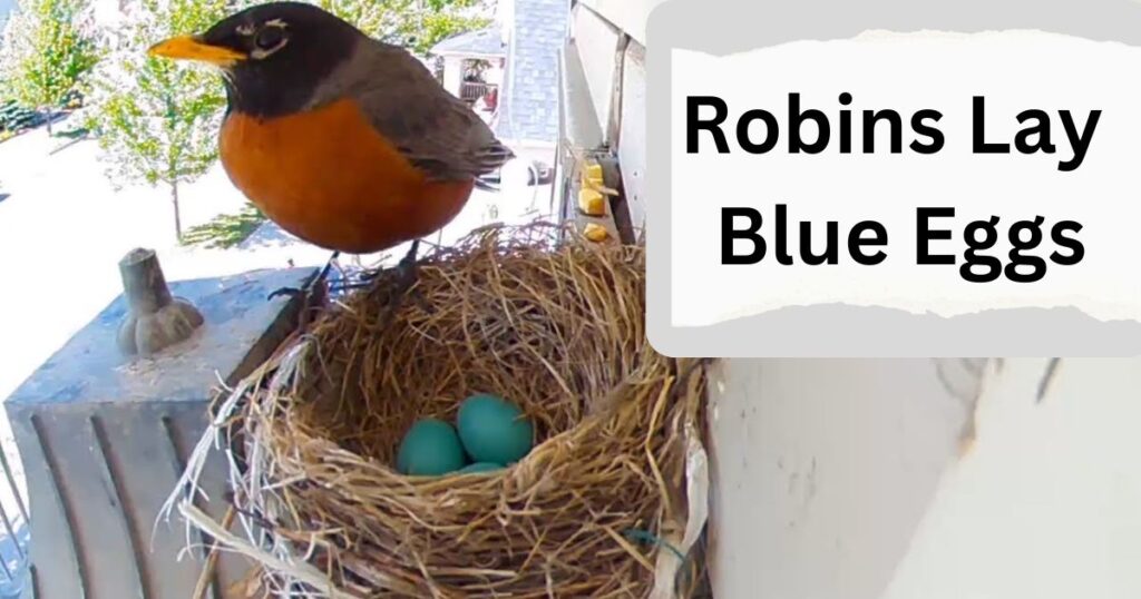 Robins Lay Blue Eggs