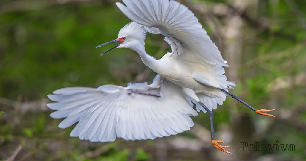 Snowy Egret