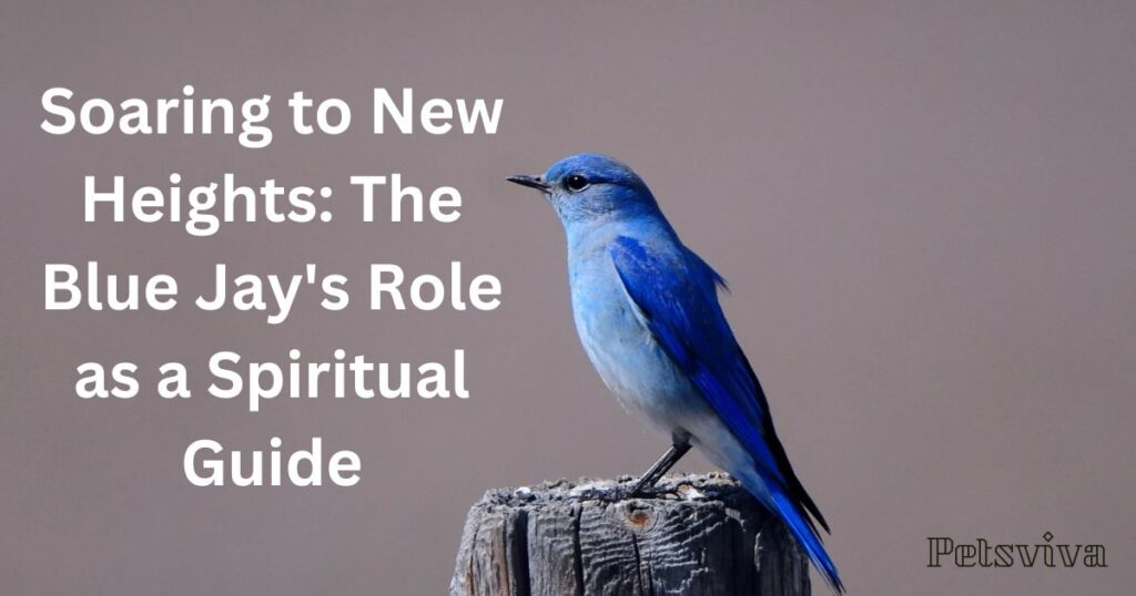 Soaring to New Heights: The Blue Jay's Role as a Spiritual Guide