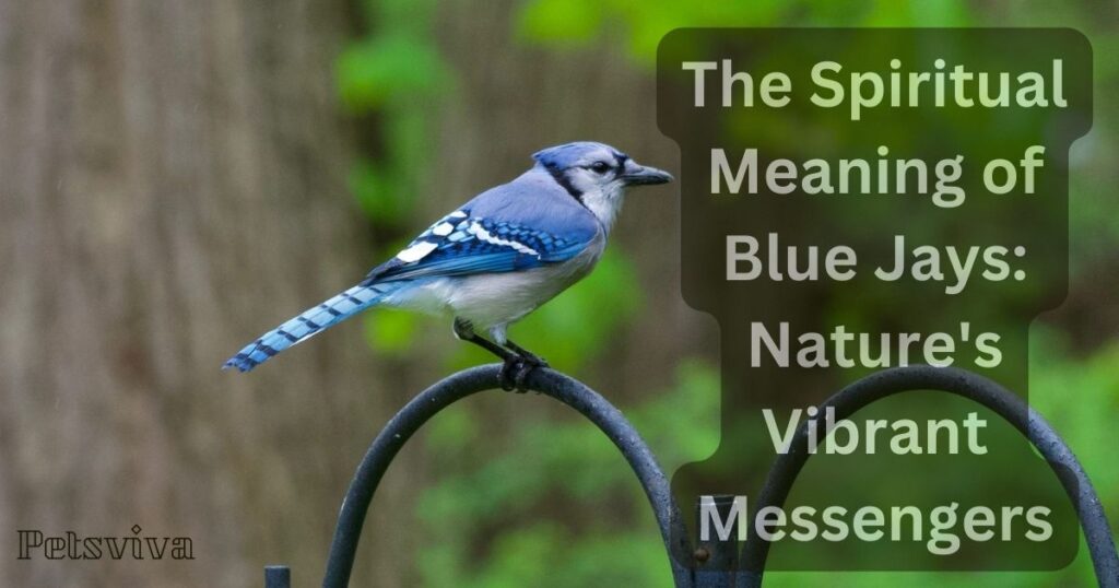 The Spiritual Meaning of Blue Jays: Nature's Vibrant Messengers