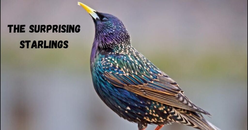 The Surprising Starlings