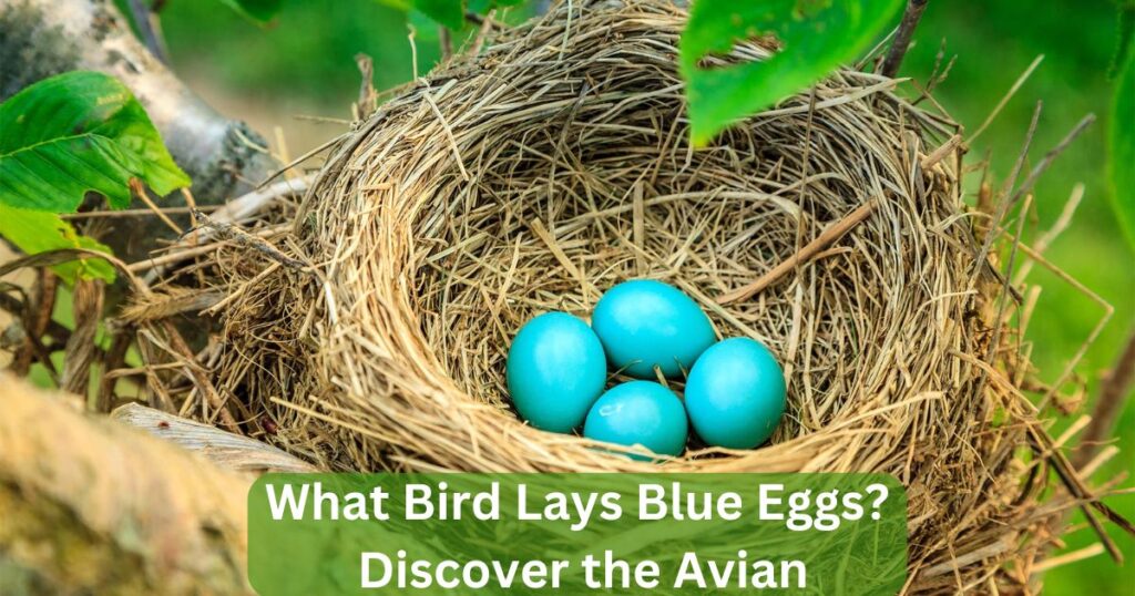 What Bird Lays Blue Eggs? Discover the Avian