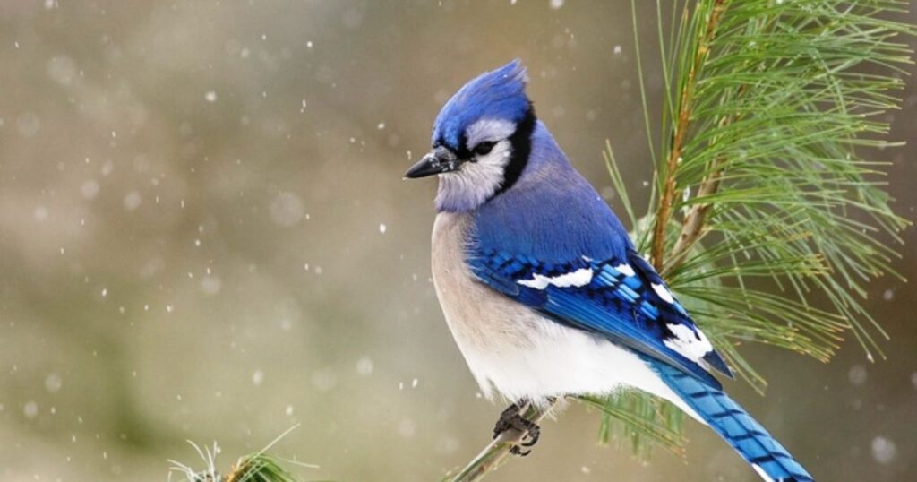 What Does it Mean if the Blue Jay Appears in Your Dream