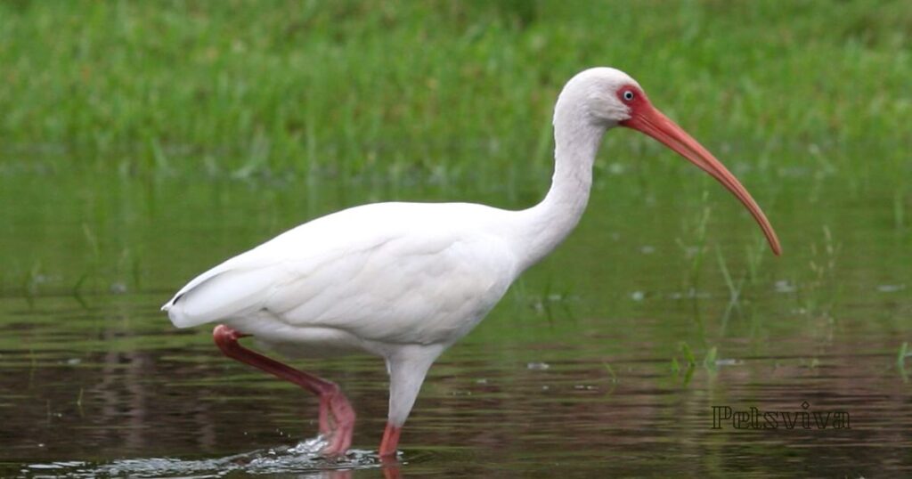 White Ibis