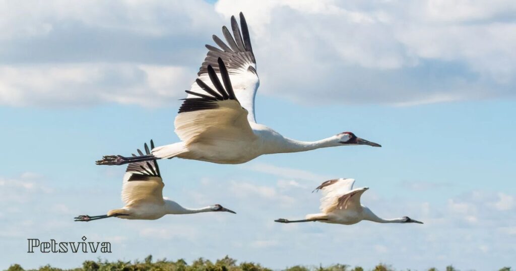 Whooping Crane