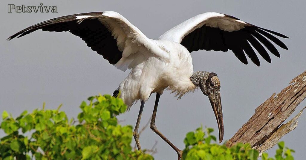 Wood Stork