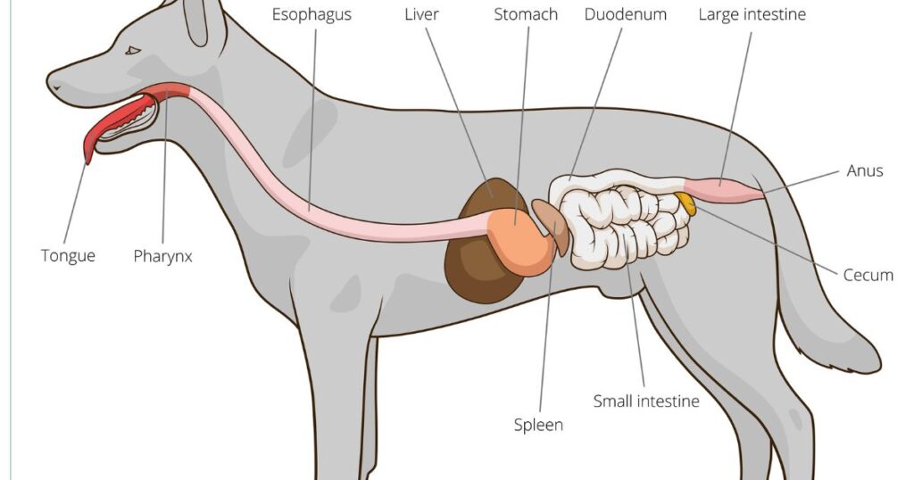 dogs with colitis