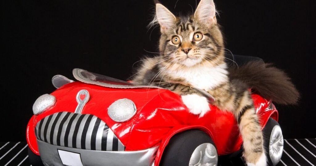 Cat Panting in Car