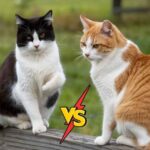 Male Cats VS Female Cats Pros And Cons