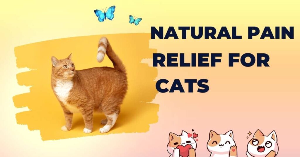 Natural Pain Relief for Cats