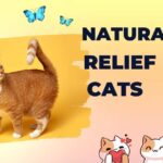 Natural Pain Relief for Cats