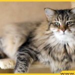 Siberian Cats In Oregon