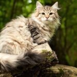 Siberian Cats in Oregon