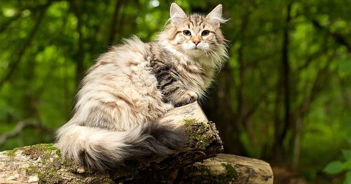 Siberian Cats in Oregon