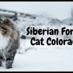 Siberian Forest Cat Colorado