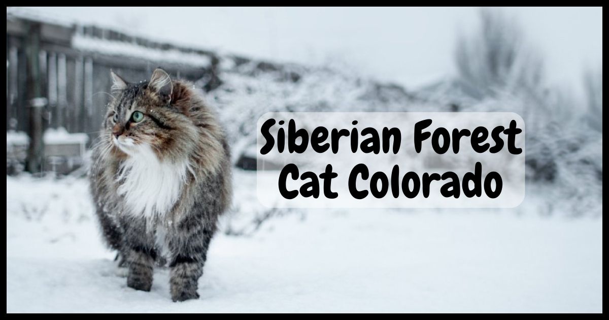 Siberian Forest Cat Colorado