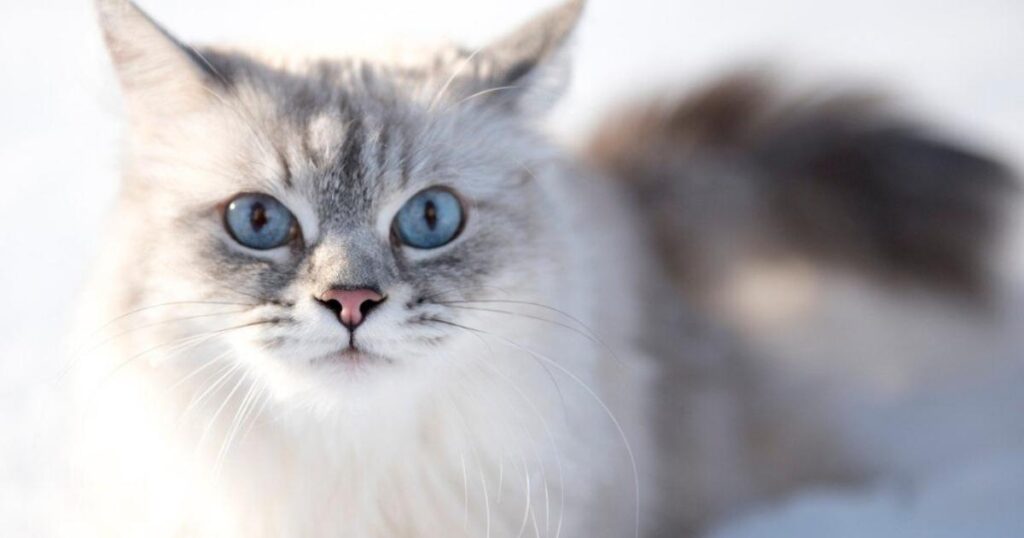 blue point siberian cat