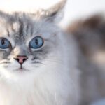 blue point siberian cat