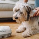 pet steam brush