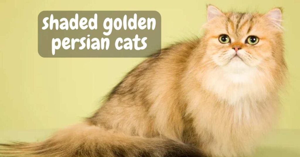 shaded golden persian cats