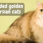 shaded golden persian cats