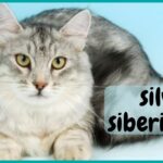 silver siberian cat