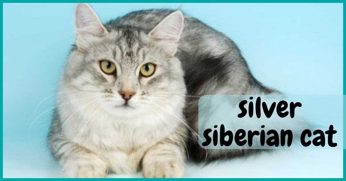 silver siberian cat