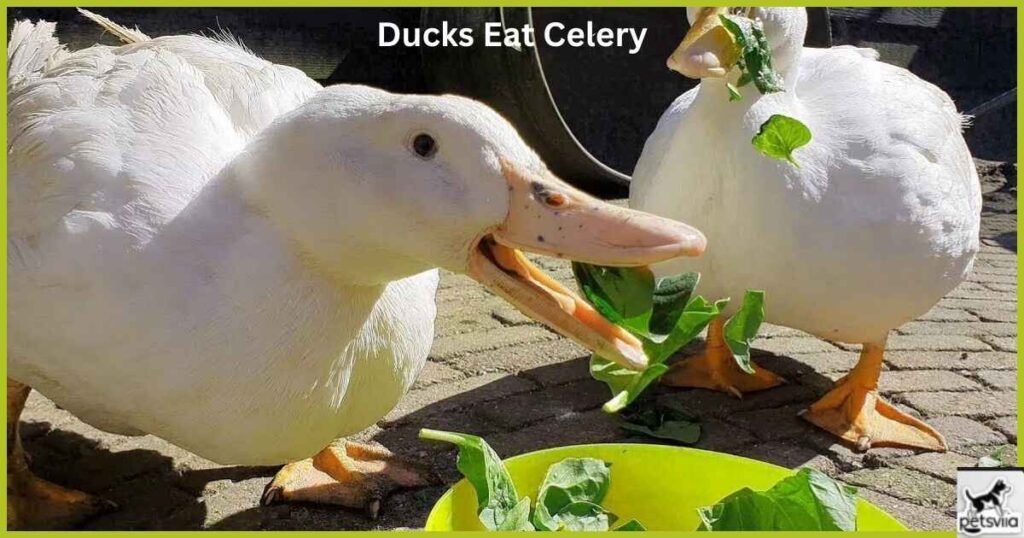 Can Ducks Eat Celery