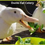 Can Ducks Eat Celery