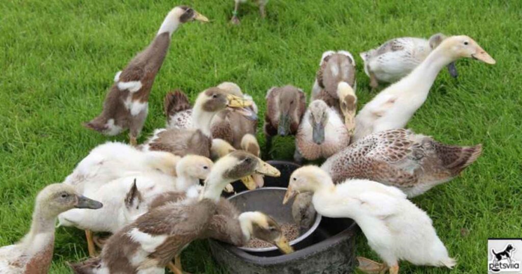 How Can You Provide Celery to a Duck