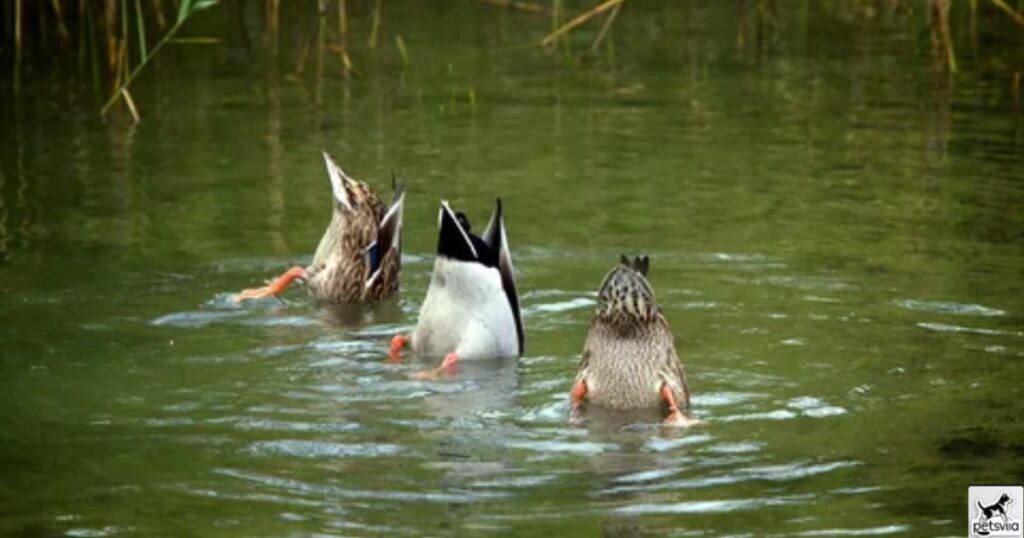 How long can a duck stay underwater