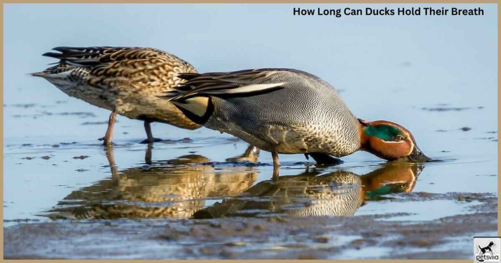 How Long Can Ducks Hold Their Breath