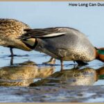 How Long Can Ducks Hold Their Breath